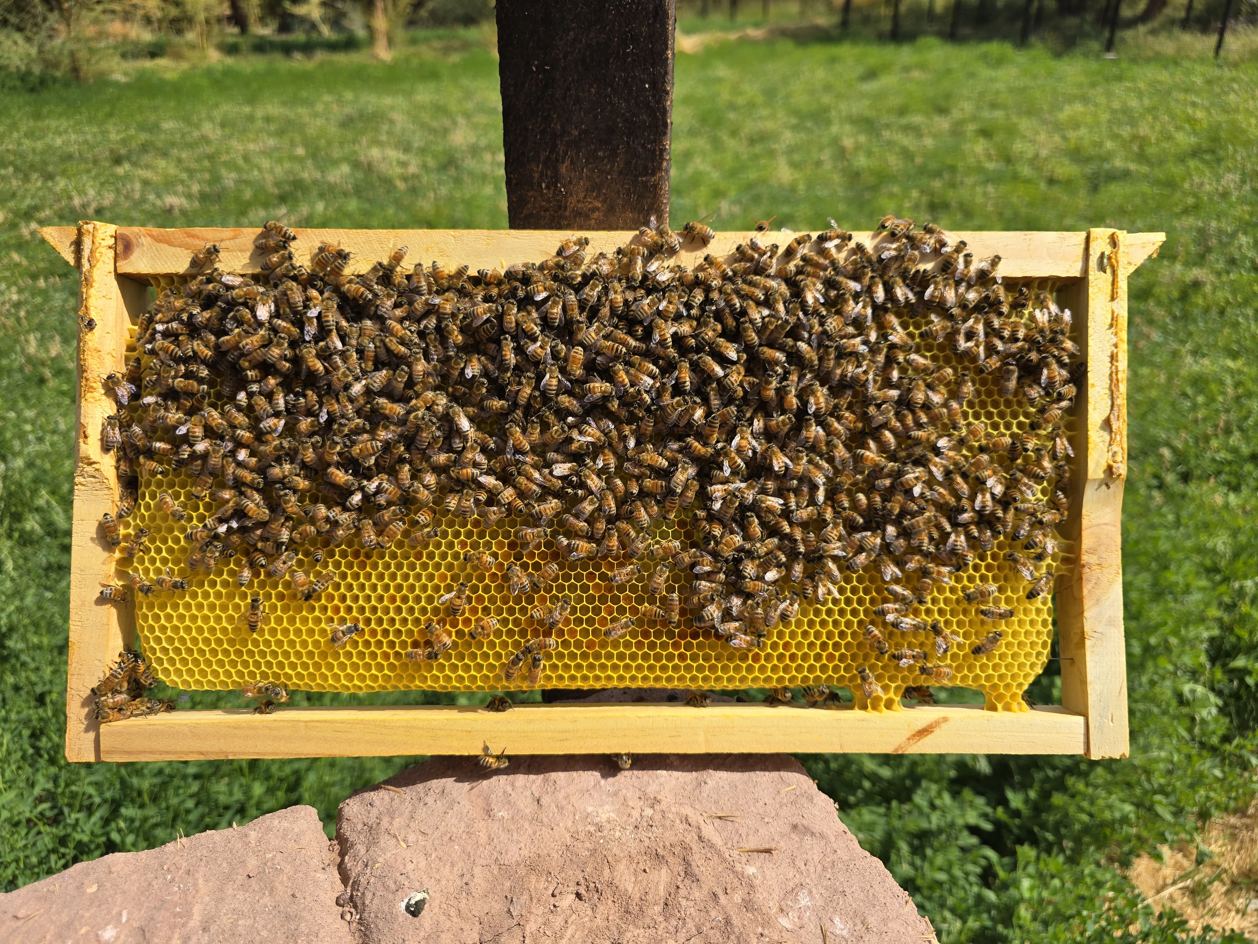 Miel pura — abejas produciendo miel cruda en apiario Native Panal, La Serena Chile
