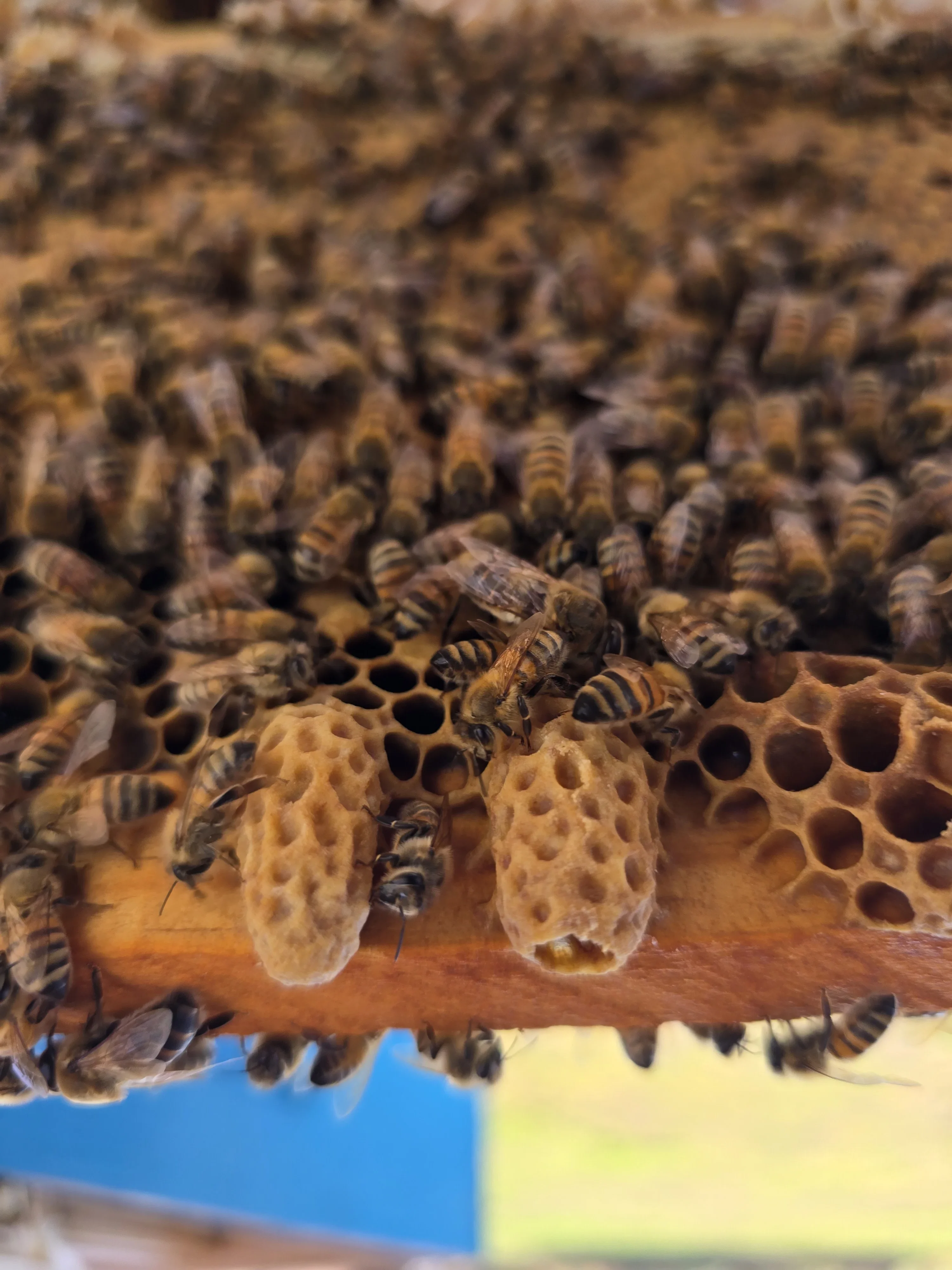 Abejas trabajando en panal — celdas reales