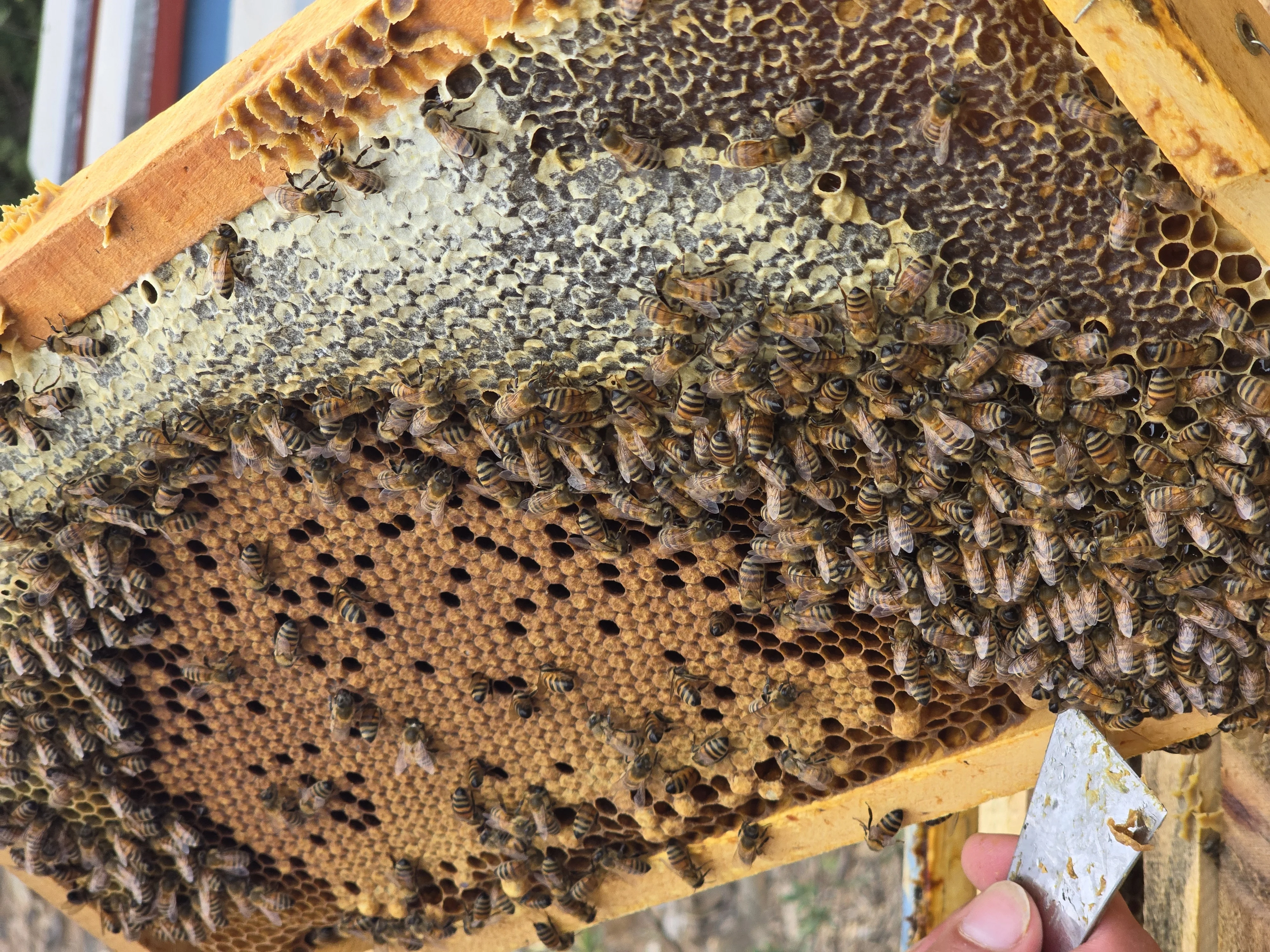 Marco lleno de abejas trabajando