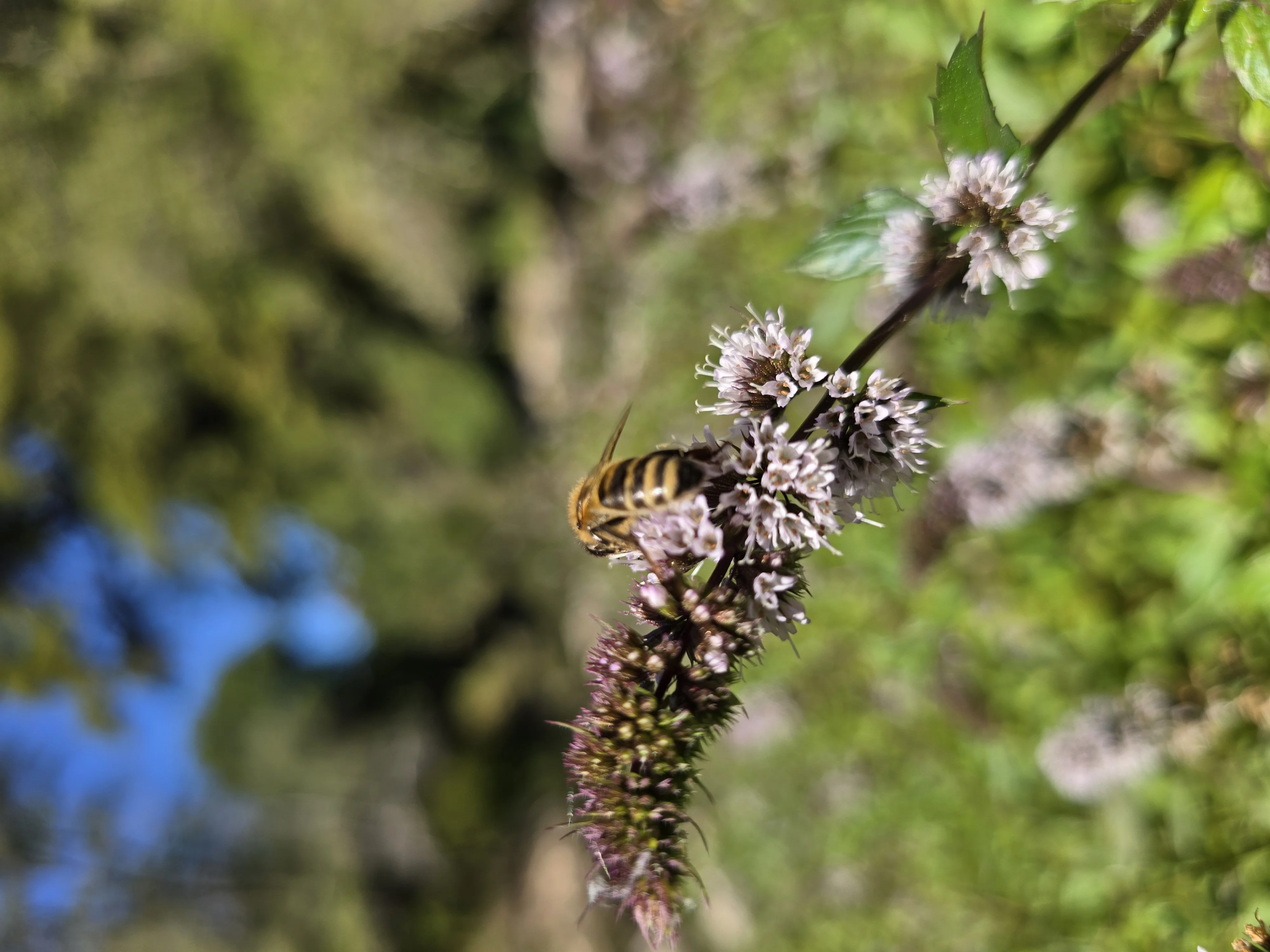 Abeja en flor de menta — polinización