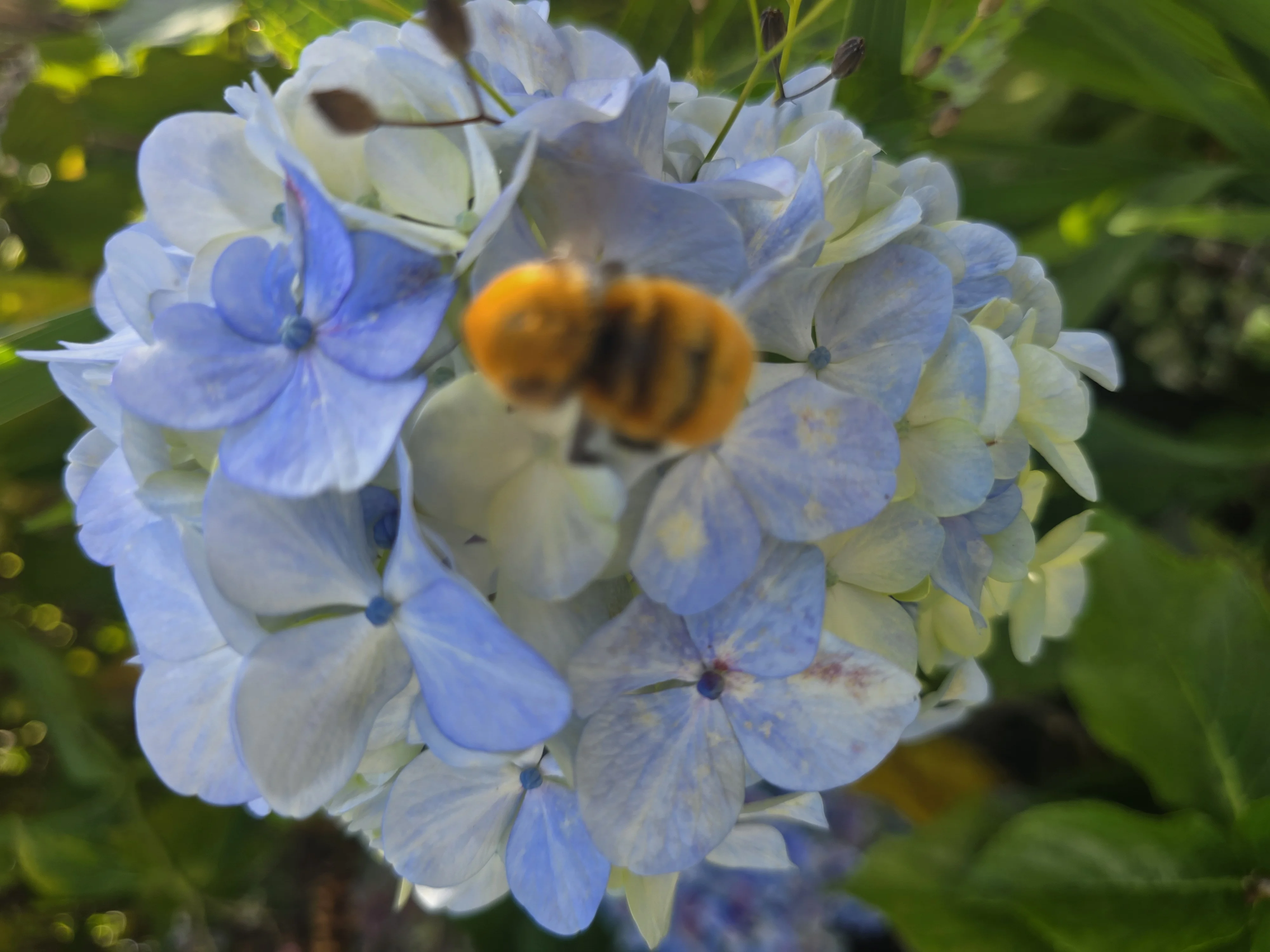 Abeja en hortensia azul
