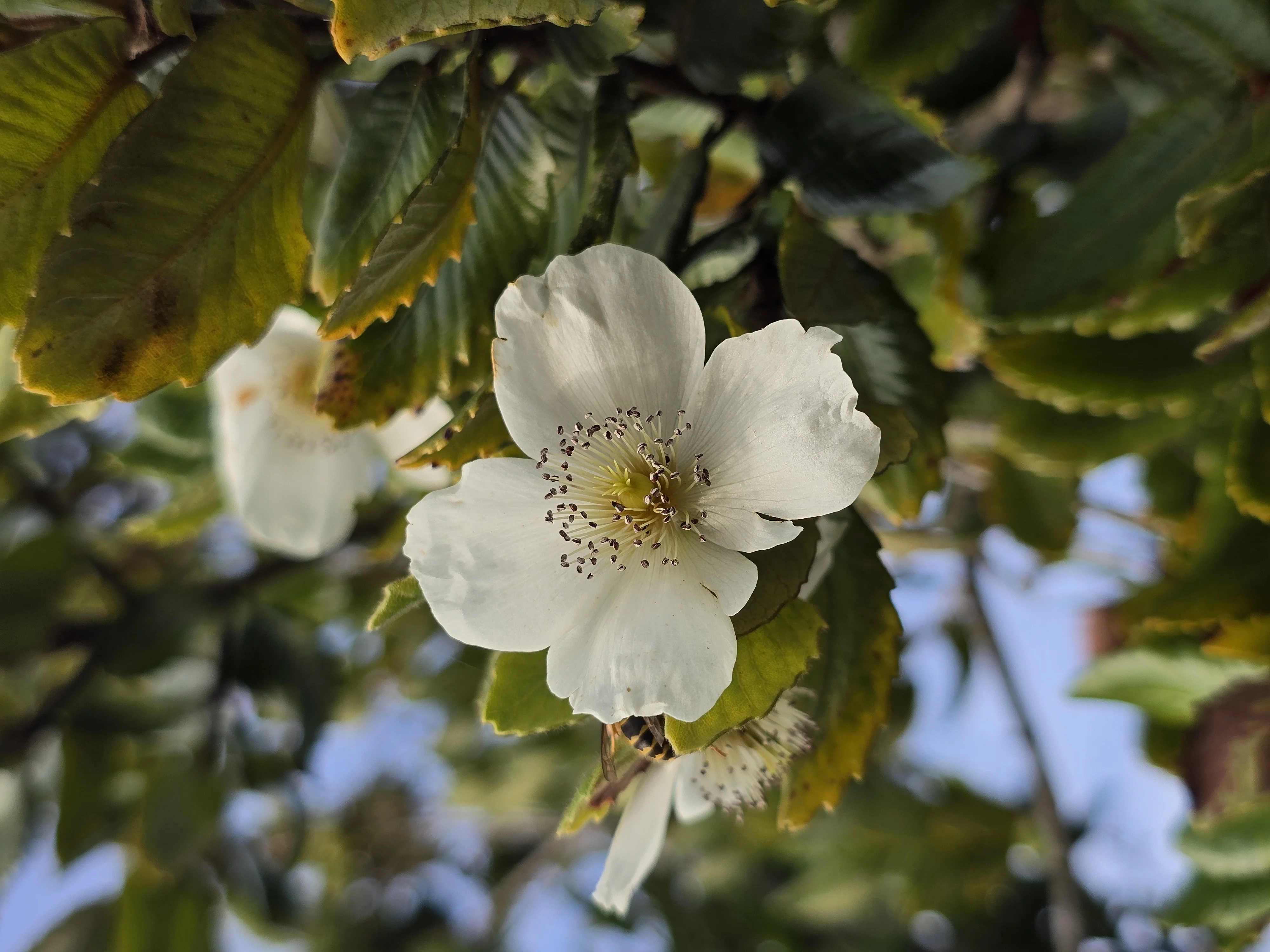 Flor de quillay — bosque nativo