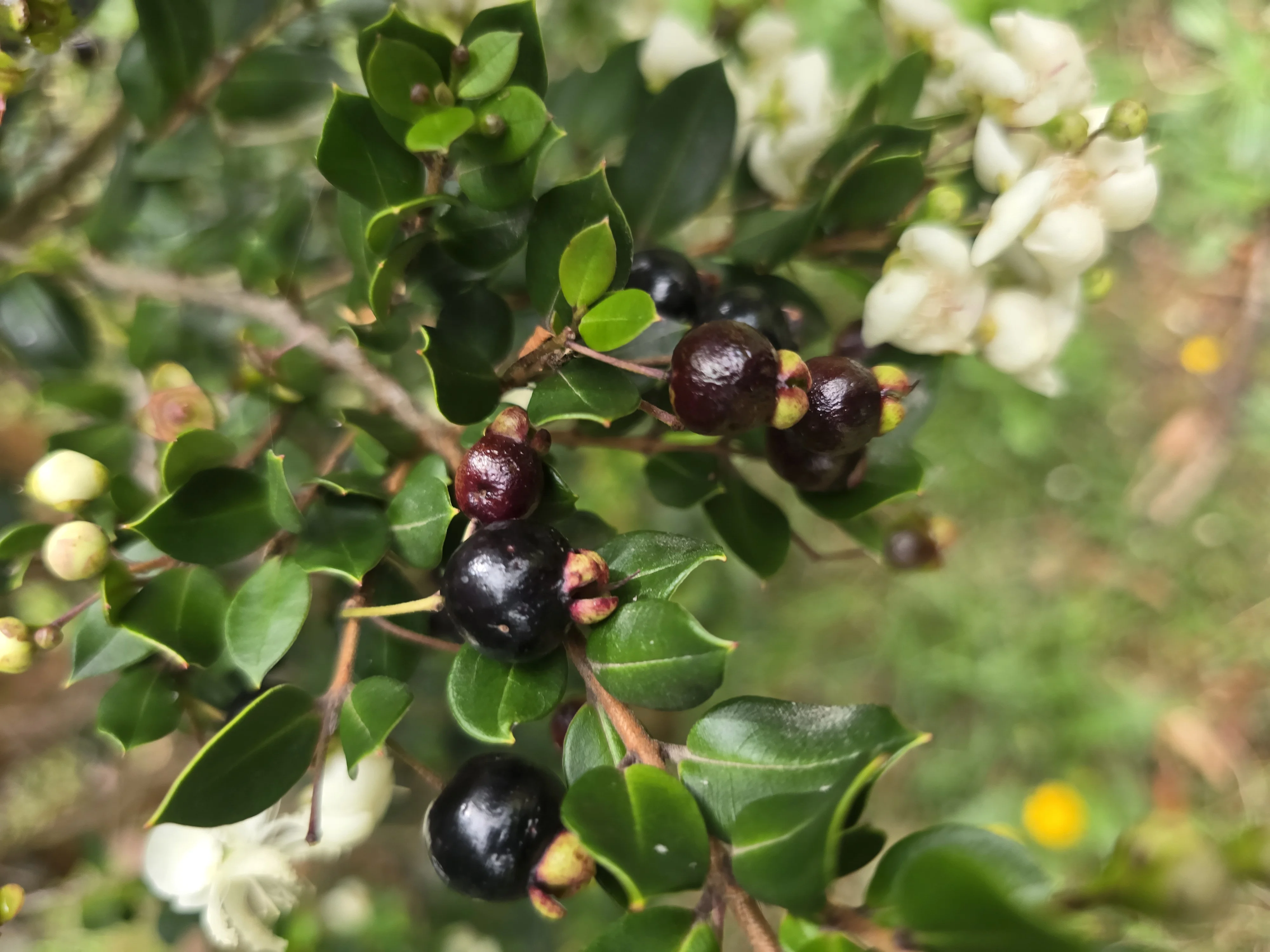 Maqui maduro — flora nativa chilena